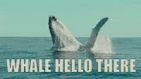 Hello Whale Hello There GIF - Hello Whale Hello There Pun GIFs
