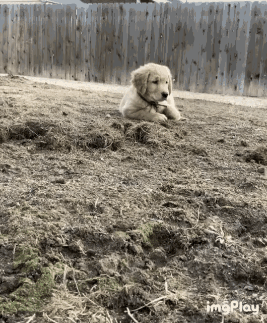 a puppy is laying in the dirt in front of a fence