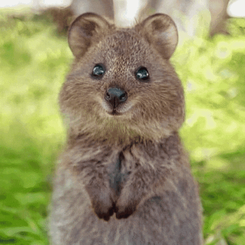 a close up of a squirrel standing in the grass
