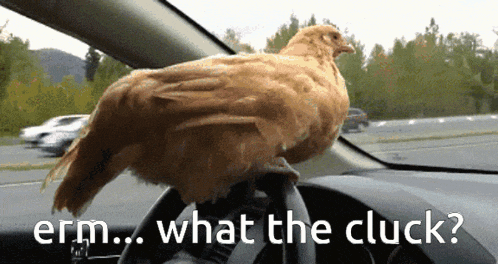 a chicken is sitting on the steering wheel of a car with the words " erm what the cluck " below it