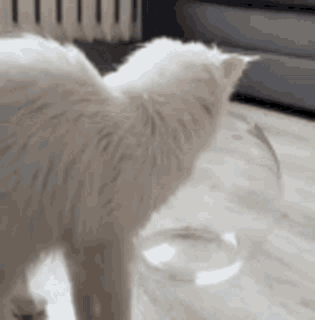 Milk Cat GIF - Milk Cat Milky Kitty GIFs
