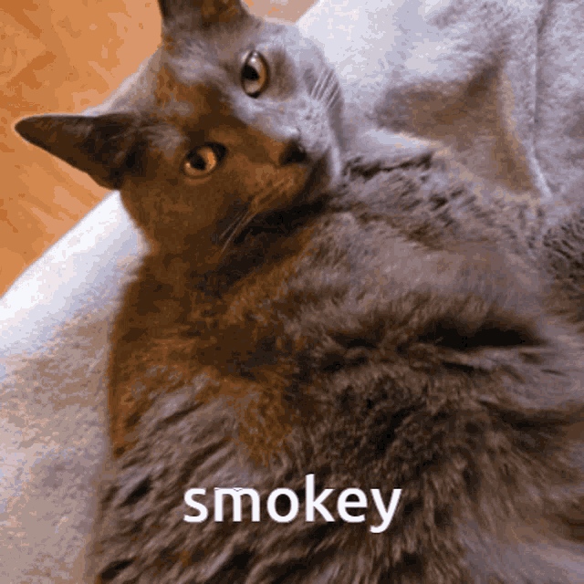 a cat with the word smokey on the bottom