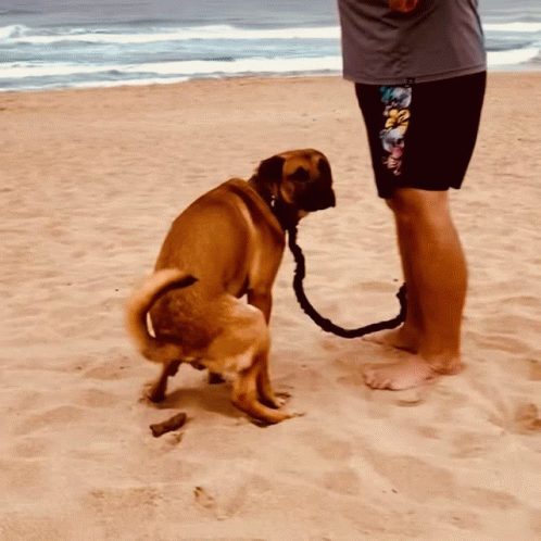 Piccopoopingat Baggiesbeach GIF - Piccopoopingat Baggiesbeach GIFs