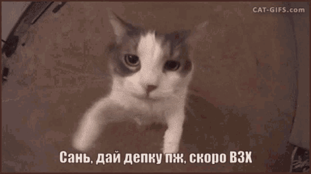 a cat is looking at the camera with the words cat-gifs.com above it