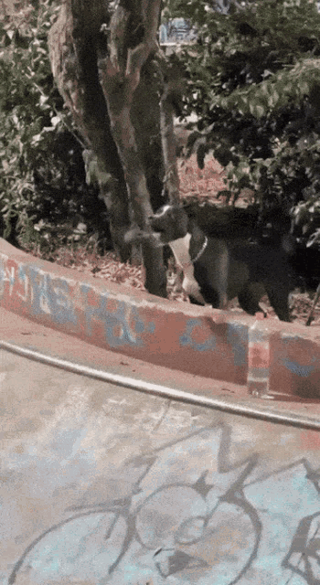 a dog standing next to a tree with graffiti on the wall that says ' ns '