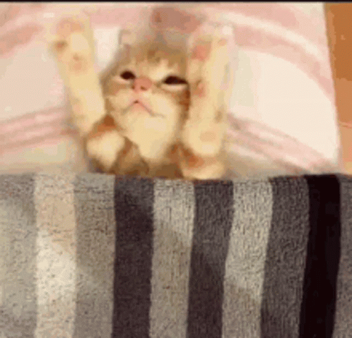 Cute Kitten GIF - Cute Kitten Alone GIFs