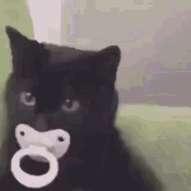Cat Nipple GIF - Cat Nipple GIFs