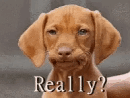 a brown puppy is being held by a person and says really .