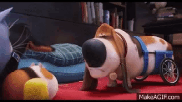 a stuffed dog in a wheelchair is playing with a cat and a guinea pig .