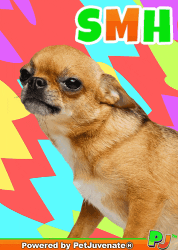 a picture of a chihuahua with the word smh written on it