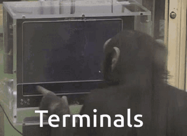 a chimpanzee is looking at a screen with the words terminals written on it