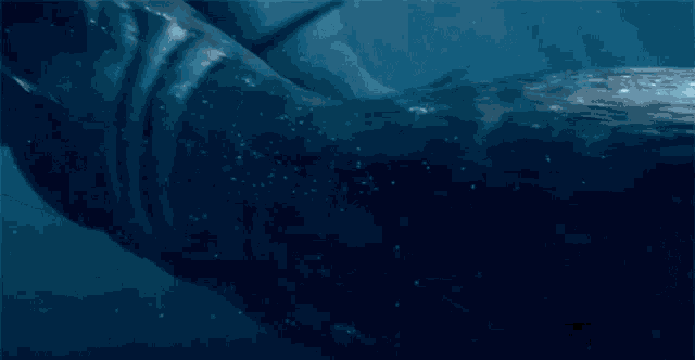 a close up of a whale 's tail in the ocean