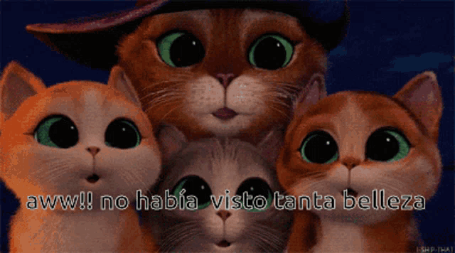 a group of cats are standing next to each other with a caption that says aww no habia visto tanta belleza