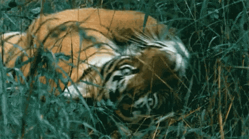 a tiger is laying down in the tall grass