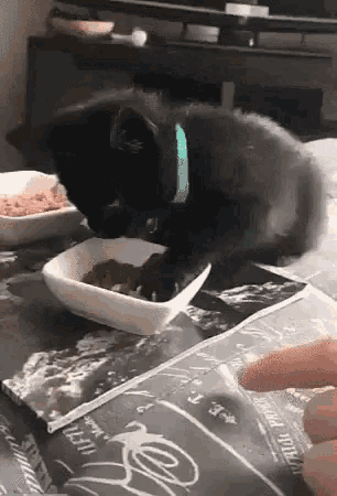 Cats Crazy GIF - Cats Crazy Hungry GIFs