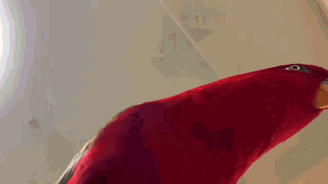 a red parrot is holding two guns with the word give written in white