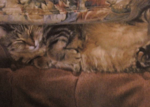 Sleeping Peace GIF - Sleeping Peace Peaceful Cat GIFs
