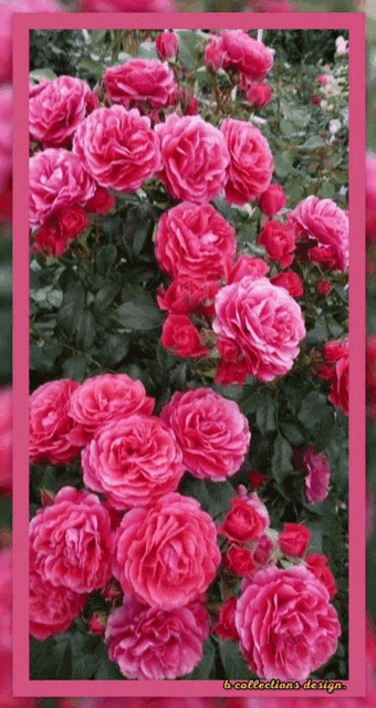 Flowers Beautiful GIF - Flowers Beautiful Roses GIFs