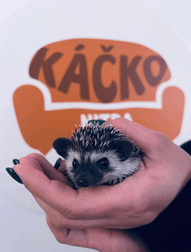 Ipcko GIF - Ipcko GIFs