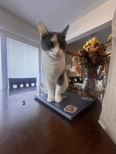 a calico cat sitting on top of a laptop with stickers on it