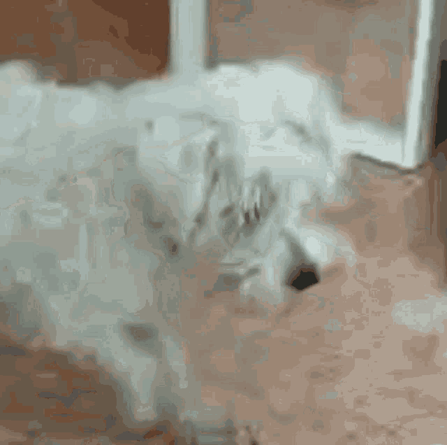 Neu Schnauzer GIF