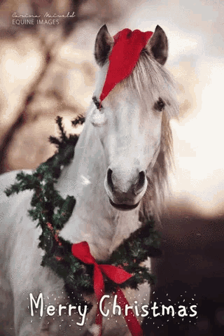 Merry Christmas Horse GIF - Merry Christmas Horse Snow GIFs