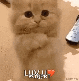 a cat is sitting on a table next to a remote control and saying `` luv u robert '' .