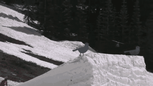 Heli GIF - Extreme Snow Ski GIFs