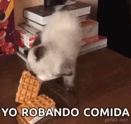 Robar Funny Animals GIF - Robar Funny Animals Cats GIFs