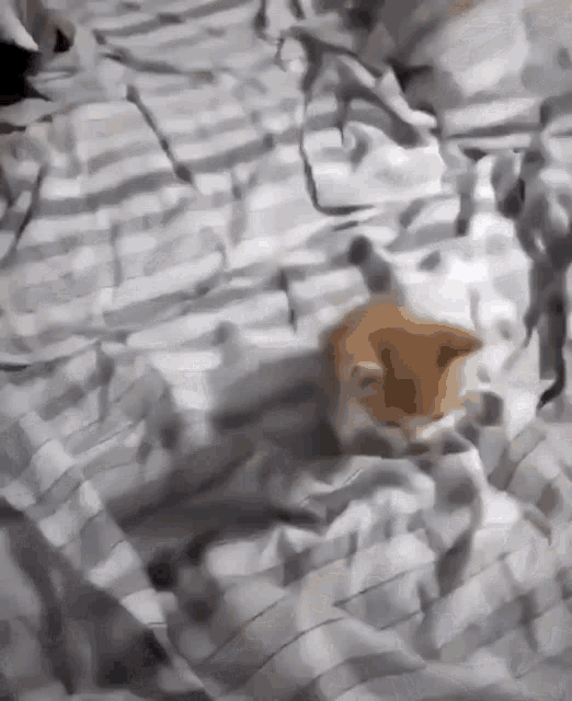 a dog is laying on a bed with a striped blanket and looking at the camera .