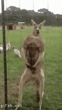 Buff Flexing GIF - Buff Flexing Kangaroo GIFs