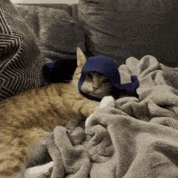 Cat In A Hat Orange Cat GIF - Cat In A Hat Orange Cat Cat Bra GIFs