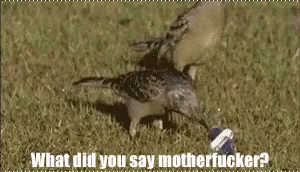 What You Say, Motherfucker?! GIF - Birds Bird Whatyousay GIFs