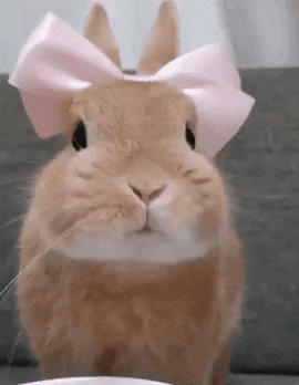 Bunny Coelho GIF - Bunny Coelho GIFs