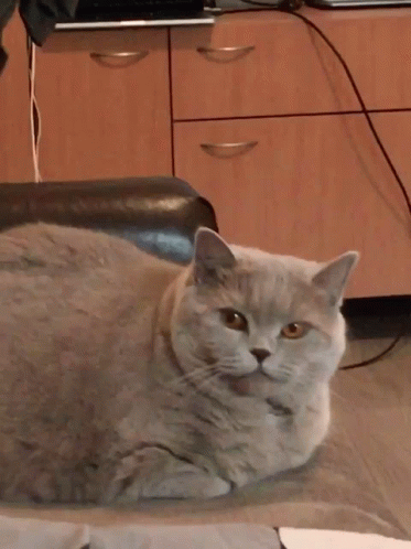 Mlem Cat Mlem GIF - Mlem Cat Mlem Cat GIFs