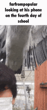 a bird is standing on a person 's head and looking at their phone on the fourth day of school .