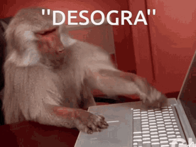 a monkey is typing on a laptop with the words " desogra " behind it