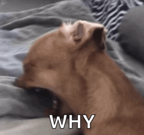 a brown dog is laying on a bed with the word why written on it
