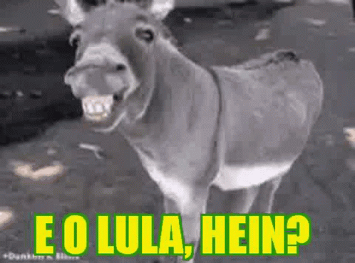 Pt Lula Hein Donkey GIF - Pt Lula Hein Donkey Funny GIFs