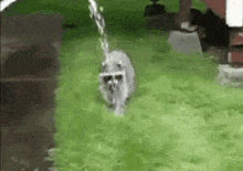 a raccoon is running through the grass in a yard .