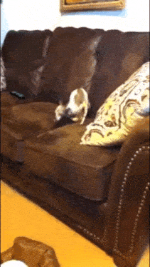 a dog laying on a brown leather couch