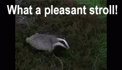 Badger Mouse GIF - Badger Mouse GIFs