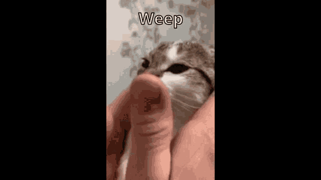 a close up of a person holding a cat with their fingers .