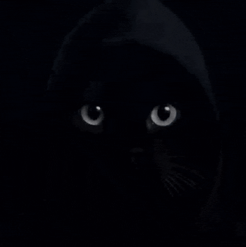 a black cat is wearing a black hoodie with the words oh a on it