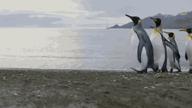 Walking National Geographic GIF - Walking National Geographic Penguins GIFs