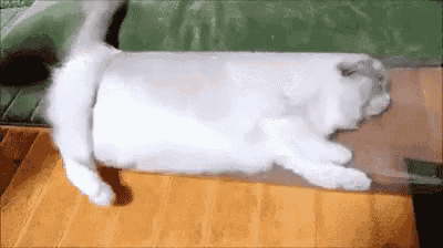 a white cat is laying on its back on a couch