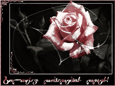 a greeting card with a red rose and the words " goodnight " on the bottom