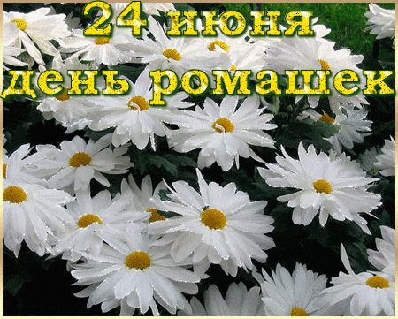 a bunch of white daisies with yellow centers and the date 24