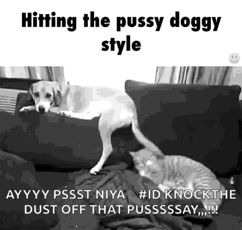 a dog and a cat are sitting on a couch and the dog is hitting the pussy doggy style .