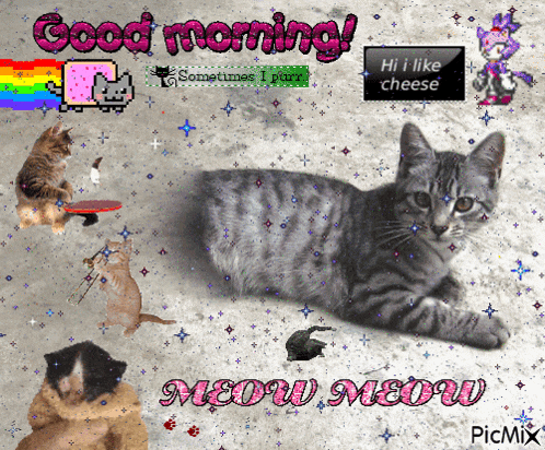a cat laying on the ground with the words good morning meow meow